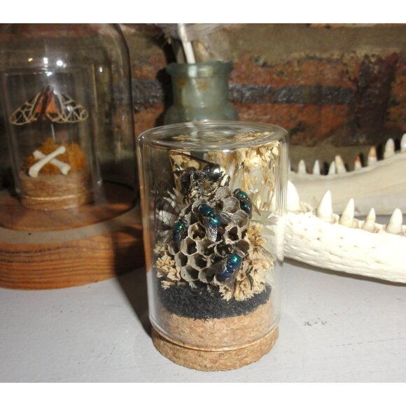 Hornet Wasp Nest Blowflies Cicada Wing Oddity Dome curiosity insect taxidermy - Picture 7 of 16
